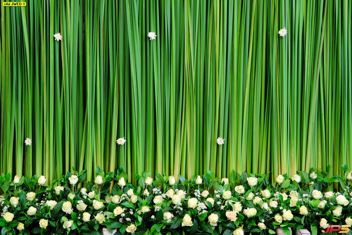 ภาพฉากหลังดอกกุหลาบสีขาวพื้นหลังสีเขียว